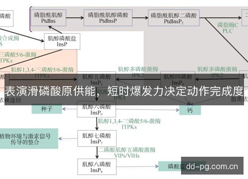 表演滑磷酸原供能，短时爆发力决定动作完成度